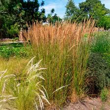 Attēlu rezultāti vaicājumam “Calamagrostis purpurea”