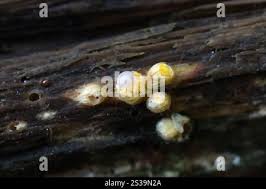 Attēlu rezultāti vaicājumam “Sphaerobolus stellatus”