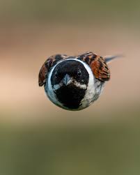 Attēlu rezultāti vaicājumam “Emberiza schoeniclus nest”