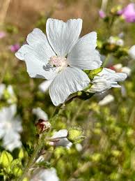 Attēlu rezultāti vaicājumam “Malva moschata bud”