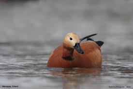 Attēlu rezultāti vaicājumam “Rusina ferruginea male”