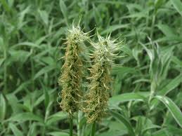 Attēlu rezultāti vaicājumam “Phyteuma spicatum leaf”