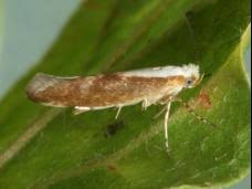 Attēlu rezultāti vaicājumam “Argyresthia albistria”