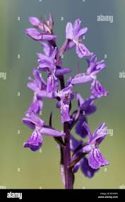 Attēlu rezultāti vaicājumam “Dactylorhiza traunsteineri”