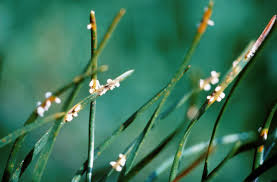 Attēlu rezultāti vaicājumam “Coleosporium sp.”
