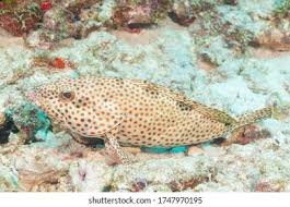 Image result for Epinephelus adscensionis