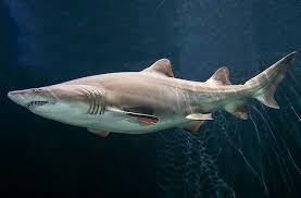 Image result for Odontaspis ferox