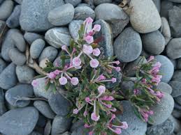 Attēlu rezultāti vaicājumam “Andromeda polifolia leaf”