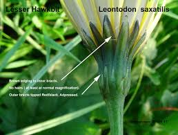 Attēlu rezultāti vaicājumam “Leontodon hispidus leaf”