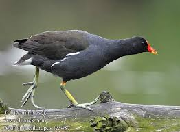 Image result for Gallinula chloropus
