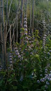 Attēlu rezultāti vaicājumam “Mentha arvensis flower”