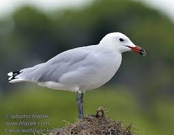 Image result for Larus audouinii