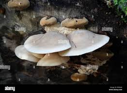 Attēlu rezultāti vaicājumam “Hypsizygus ulmarius”