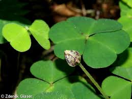Attēlu rezultāti vaicājumam “Oxalis acetosella leaf”