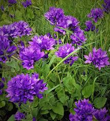 Attēlu rezultāti vaicājumam “Campanula glomerata fruit”