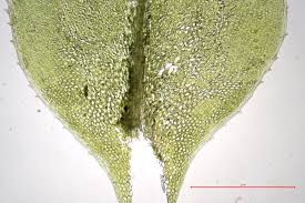 Attēlu rezultāti vaicājumam “Plagiomnium elatum”