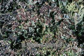 Attēlu rezultāti vaicājumam “Cladonia phyllophora”