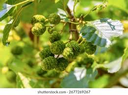 Attēlu rezultāti vaicājumam “Alnus glutinosa fruit”