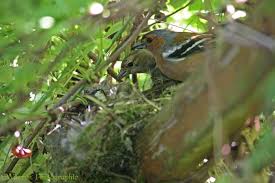 Attēlu rezultāti vaicājumam “Fringilla coelebs nest”