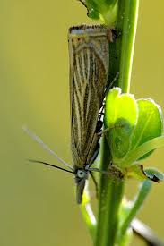 Attēlu rezultāti vaicājumam “Chrysoteuchia culmella”