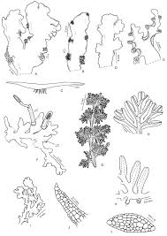 Attēlu rezultāti vaicājumam “Lophozia capitata”