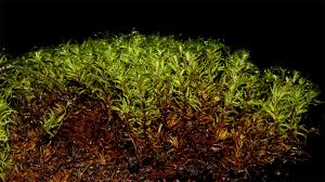 Attēlu rezultāti vaicājumam “Tortella tortuosa”