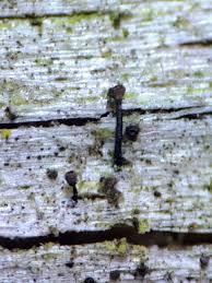 Attēlu rezultāti vaicājumam “Chaenotheca chlorella”