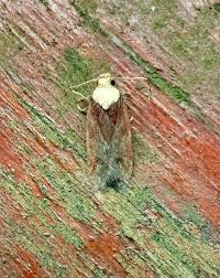 Attēlu rezultāti vaicājumam “Depressaria depressana”