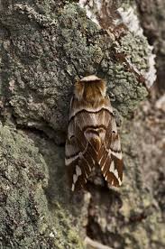 Attēlu rezultāti vaicājumam “Endromis versicolora”