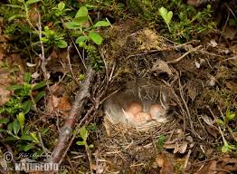 Attēlu rezultāti vaicājumam “Phylloscopus trochilus nest”