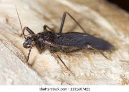 Attēlu rezultāti vaicājumam “Reduvius personatus”