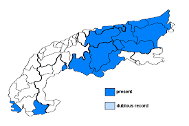 Attēlu rezultāti vaicājumam “Sclerophora pallida”