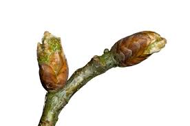 Attēlu rezultāti vaicājumam “Quercus robur bud”