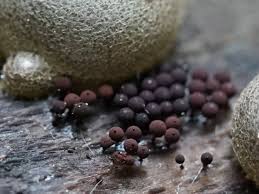 Attēlu rezultāti vaicājumam “Enerthenema papillatum stalked”