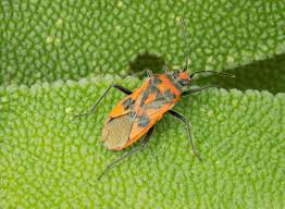 Attēlu rezultāti vaicājumam “Corizus hyoscyami”