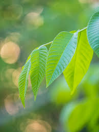 Attēlu rezultāti vaicājumam “Juglans mandshurica leaf”