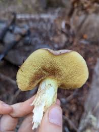 Attēlu rezultāti vaicājumam “Suillus luteus”