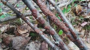 Attēlu rezultāti vaicājumam “Exidia repanda”