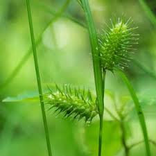 Attēlu rezultāti vaicājumam “Carex pseudocyperus female flower”