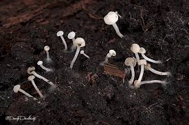 Attēlu rezultāti vaicājumam “Cudoniella acicularis”