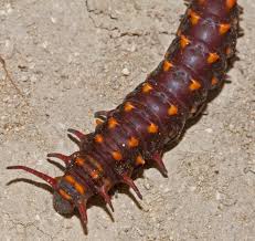 Attēlu rezultāti vaicājumam “Papilionidae”