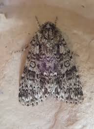 Attēlu rezultāti vaicājumam “Acronicta rumicis”