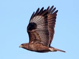 Attēlu rezultāti vaicājumam “Buteo buteo adult”