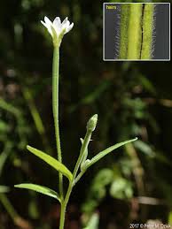 Attēlu rezultāti vaicājumam “Epilobium roseum flower”