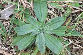 Attēlu rezultāti vaicājumam “Plantago lanceolata”