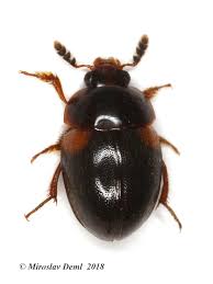 Attēlu rezultāti vaicājumam “Anisotoma humeralis”