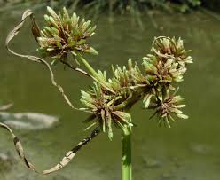 Attēlu rezultāti vaicājumam “Cyperus fuscus fruit”