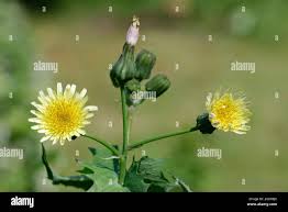 Attēlu rezultāti vaicājumam “Sonchus oleraceus bud”