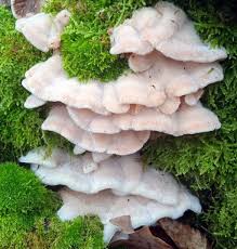 Attēlu rezultāti vaicājumam “Phlebia tremellosa”