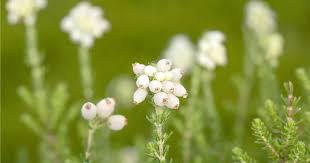 Attēlu rezultāti vaicājumam “Erica tetralix leaf”